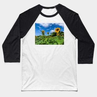 Sunflowers in the Field Baseball T-Shirt